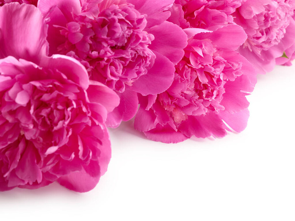 Beautiful pink peony flowers close up over white background - Photo, Image
