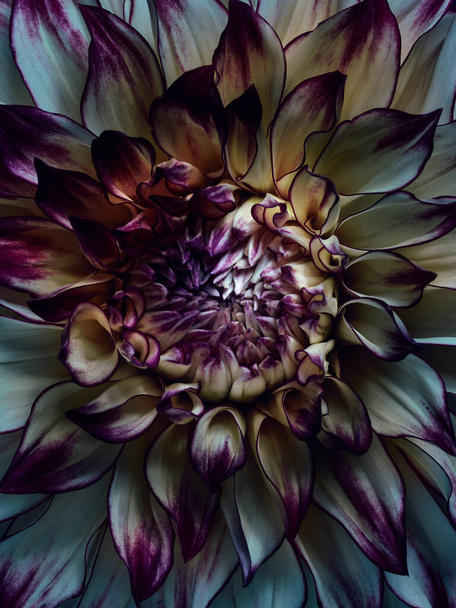Macro photography of dahlia flower with different colors petals - Valokuva, kuva