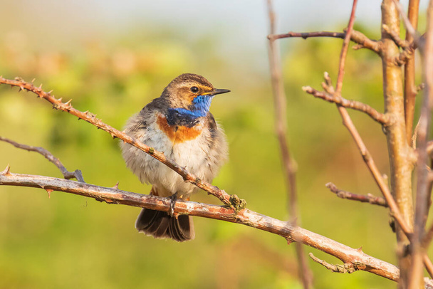 Sinikurkkuinen lintu Luscinia svecica cyanecula laulaa puussa houkutellakseen naarasta siitoskaudella keväällä. - Valokuva, kuva