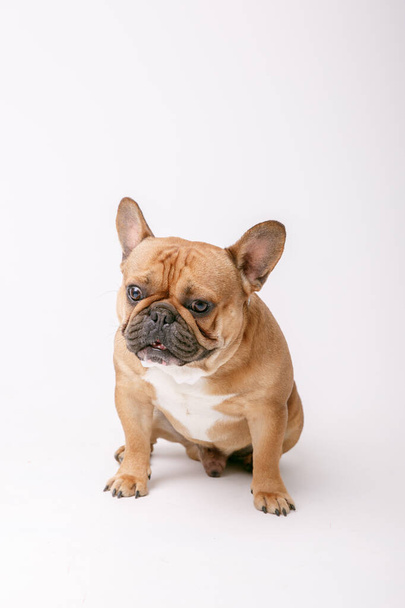 barna francia bulldog kiskutya - Fotó, kép