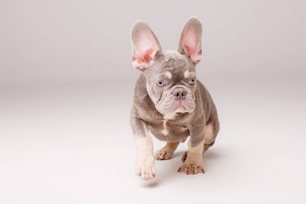 cute French bulldog puppy  - Fotó, kép