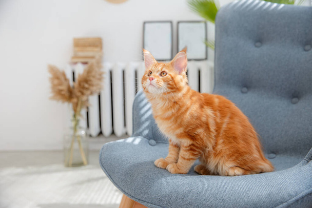 chat rouge assis sur une chaise. Chat rouge Maine Coon - Photo, image