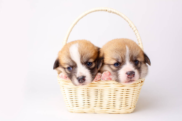 puppy van pups in een mandje op een witte achtergrond - Foto, afbeelding