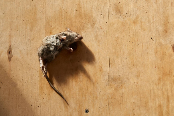 A dead mouse lies on a wooden plywood background and casts a shadow. Awful year of the rat. An animal poisoned with poison. - Photo, Image