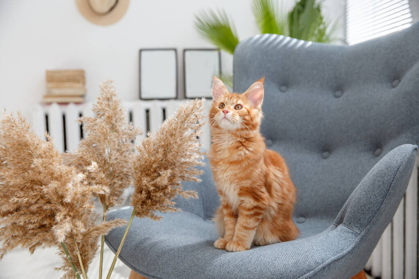red cat sitting on a chair. Red cat Maine Coon - Photo, image