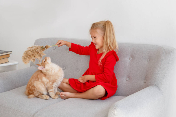 cute little girl with maine coon kitten on sofa  - 写真・画像