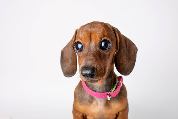 portrait of a cute Dachshund puppy with sad big eyes isolated on a white background - Photo, Image