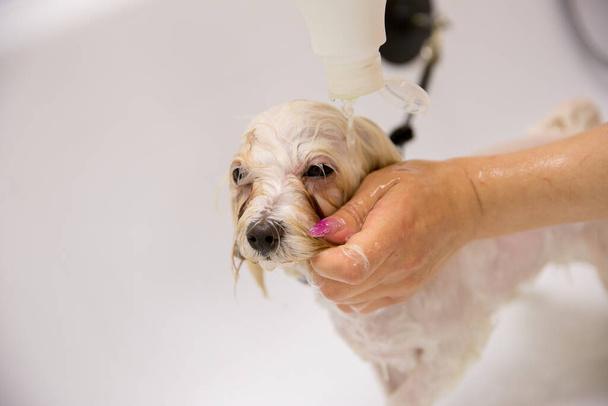 毛づくろいサロンの犬 - 写真・画像