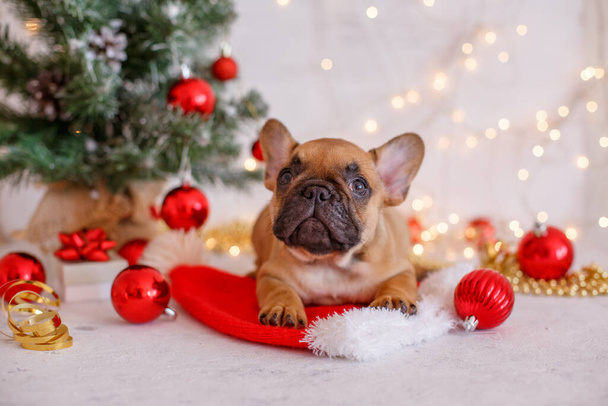 French bulldog puppies on new year's background - Photo, Image