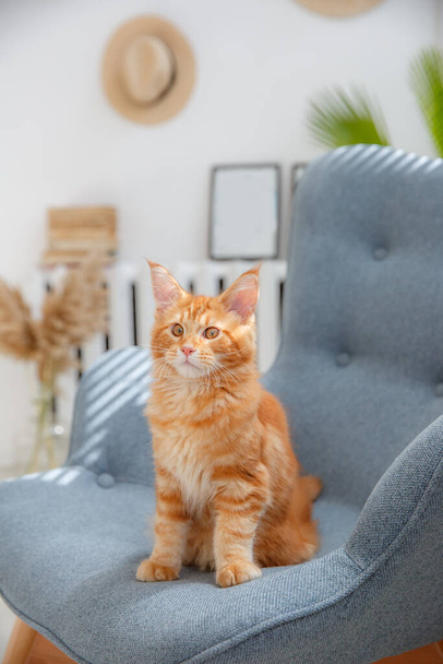 椅子に座っている赤い猫。レッドキャットメインコーン - 写真・画像
