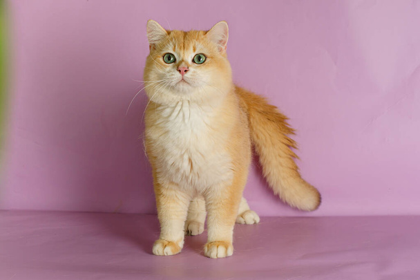 ピンクに対するイギリスの黄金のチンチラ猫  - 写真・画像