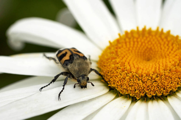 A large beetle with yellow and black spots crawls along the white petals of a chamomile flower. Close up - 写真・画像