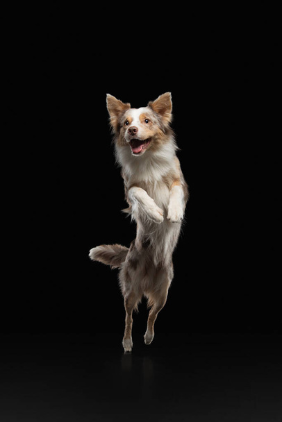 Dog jumping . Pet in the studio on a black background. - Photo, Image