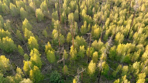 Junge Bäume, die am Brandort wachsen. Wiederherstellung der Umwelt nach einer Katastrophe. Trockene und verbrannte Baumstämme von oben. Luftaufnahme aus der Drohne. Naturlandschaft. - Foto, Bild