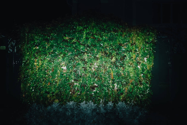 夜間の作戦射撃報告書の木の上で正面からの閃光 - 写真・画像