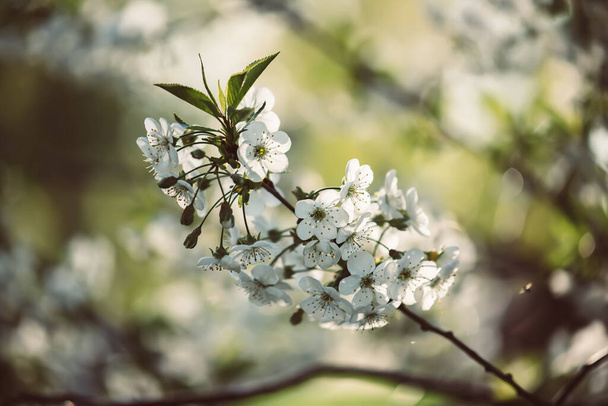 Cherry flowers frame - Foto, Bild
