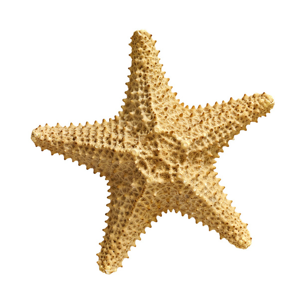 Estrella de mar aislada sobre fondo blanco - Foto, imagen