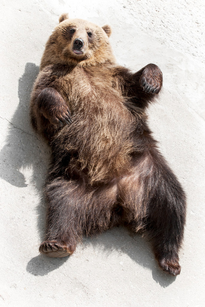 Urso-pardo (Ursus arctos arctos) deitado no chão
 - Foto, Imagem