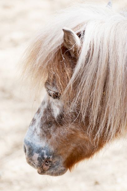 Cavalo de Przewalski
 - Foto, Imagem