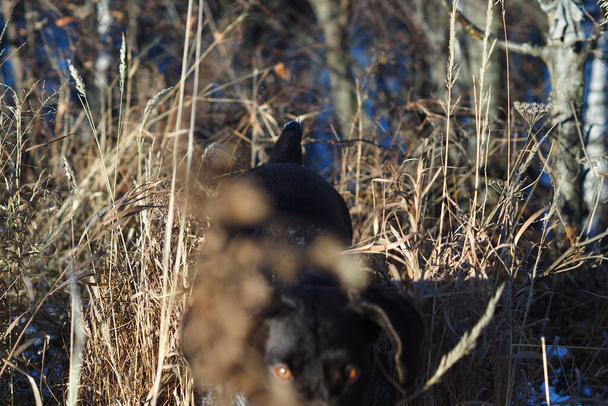 A working dog of the German hunting breed Drathaar on the hunt in the field. - Foto, Imagen
