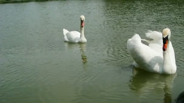 Paar weißer Schwäne auf Nahrungssuche im See. - Filmmaterial, Video