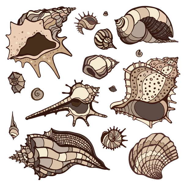 Conjunto de conchas marinas
. - Vector, Imagen