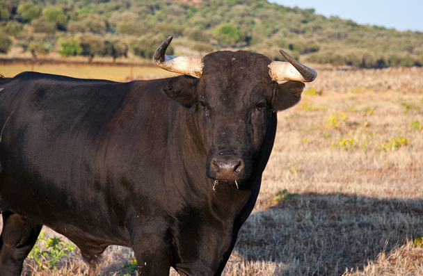 mladý černý býk - Fotografie, Obrázek