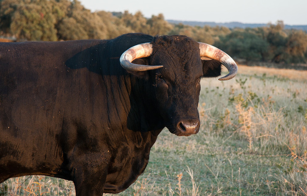 Fighting bull portrait. Breeding - Photo, Image