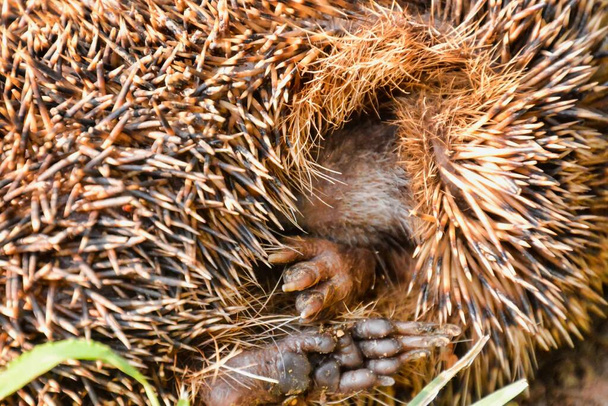 Photo Picture of an European Hedgehog Mammal Animal - Photo, Image