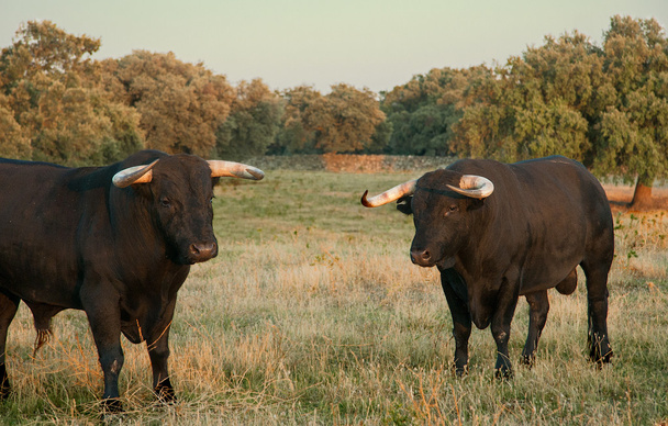 Боевое хозяйство быков
 - Фото, изображение