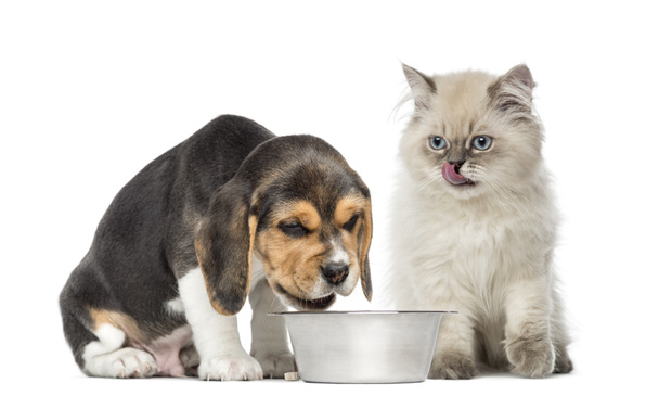 щенок и котенок сидят перед миской для собак
 - Фото, изображение