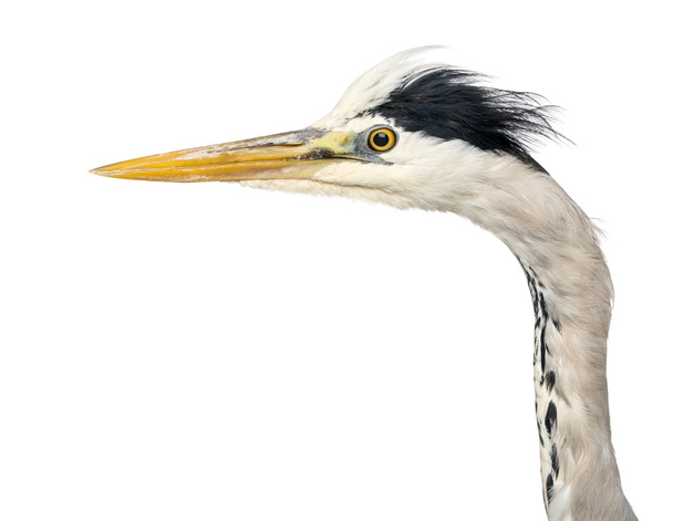 Close-up of a Grey Heron's profile, Ardea Cinerea, 5 years old,  - Photo, Image