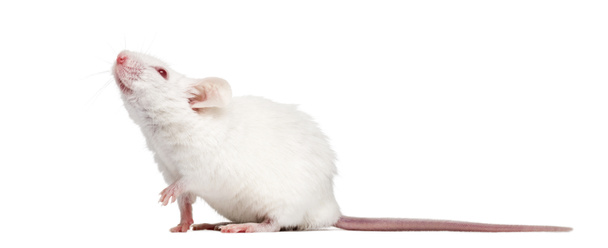 πλάγια όψη ενός Αλμπίνο λευκό ποντίκι κοιτώντας ψηλά, mus musculus, iso - Φωτογραφία, εικόνα