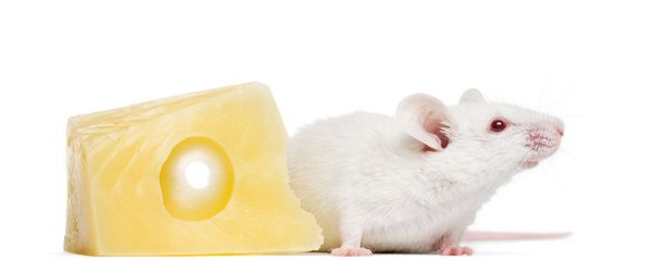 Albino white mouse next to a piece of cheese, Mus musculus, isol - Fotó, kép