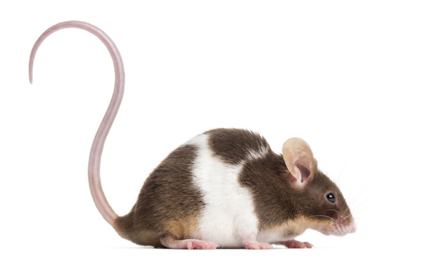 Zijaanzicht van een gemeenschappelijke huismuis, mus musculus, geïsoleerde op whi - Foto, afbeelding