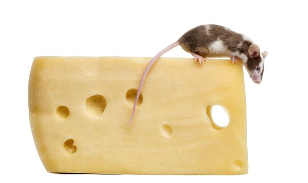 Ratón de casa común encaramado en la parte superior de un gran pedazo de queso, mira
 - Foto, imagen