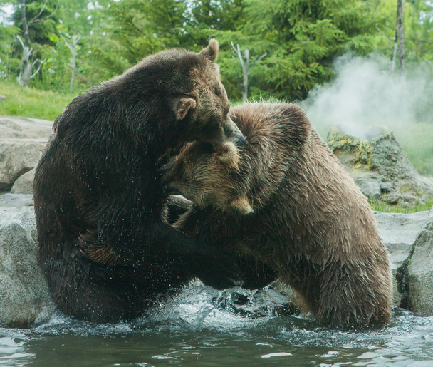 Dos osos pardos (marrones) luchan
 - Foto, Imagen