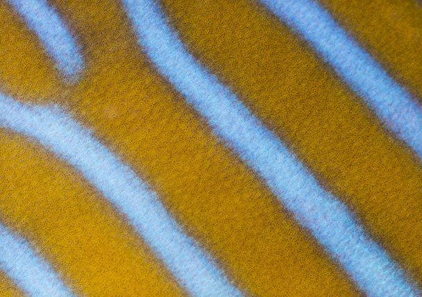 Macro da pele de um peixe-anjo do Norte, Chaetodontoplus septentrio
 - Foto, Imagem
