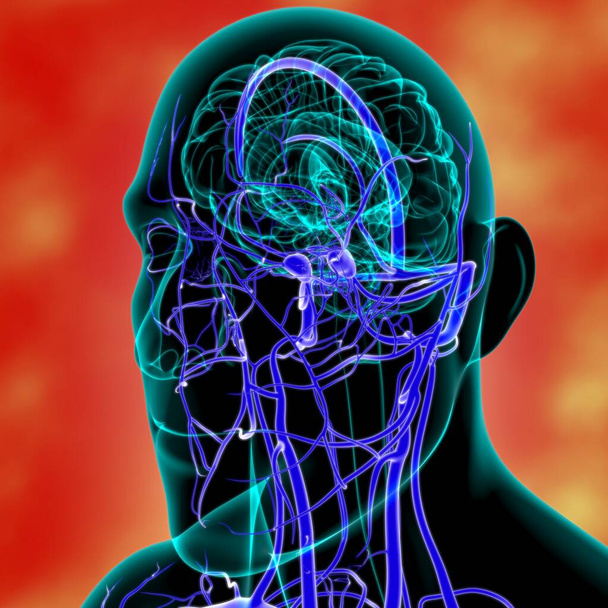 Человеческие артерии и вены для медицинской концепции 3D иллюстрации - Фото, изображение