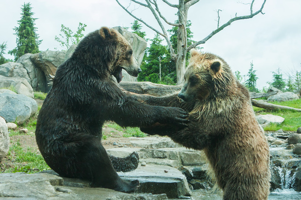 Dois ursos Grizzly (Brown) Luta
 - Foto, Imagem