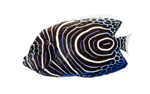 Side view of an Emperor Angelfish, Pomacanthus imperator, isolat - Photo, Image