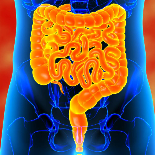 Anatomia del sistema digestivo umano dell'illustrazione 3D dell'intestino piccolo e grande per concetto medico - Foto, immagini