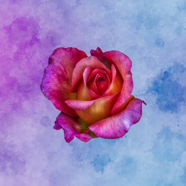rosa surrealista macro de una sola flor amarilla rosa venosa aislada en estilo de pintura vintage sobre fondo violeta azul acuarela - Foto, imagen