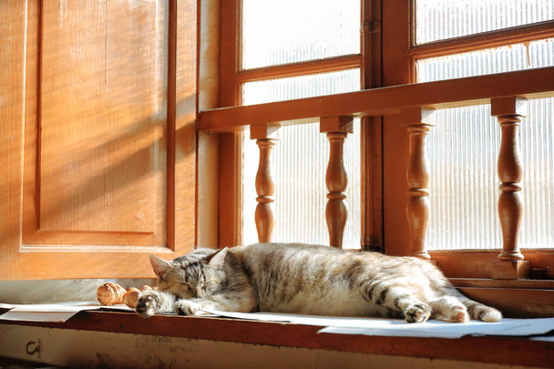Macska alszik egy régi ház fából készült ablakánál. A napfény belép az ablakon, és felmelegíti az imádnivaló macskaállat testét. - Fotó, kép