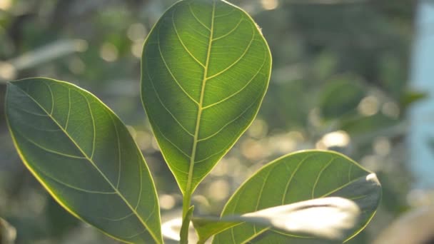 Το πράσινο φύλλο απορροφά το πρωινό φως του ήλιου. Φύλλα από ένα φυτό σε κοντινή απόσταση με φωτισμένη την αυγή Ηλιαχτίδα φωτός να πέφτει και να κρύβεται. Η ομορφιά στη φύση φόντο. Φωτοσύνθεση χλωροφύλλη Botany Biology Concept - Πλάνα, βίντεο