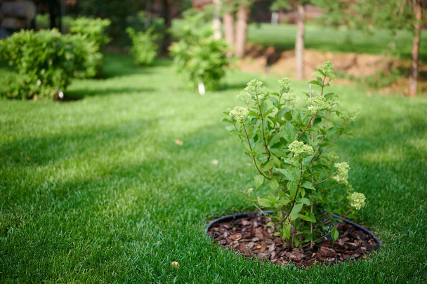 Ortensia paniculata in giardino, fertilizzante da corteccia, prato verde. Foto di alta qualità - Foto, immagini