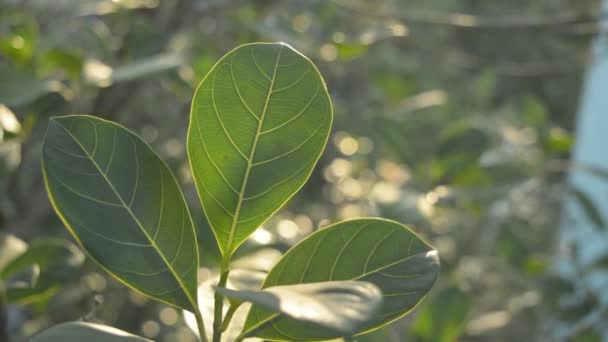Το πράσινο φύλλο απορροφά το πρωινό φως του ήλιου. Φύλλα από ένα φυτό σε κοντινή απόσταση με φωτισμένη την αυγή Ηλιαχτίδα φωτός να πέφτει και να κρύβεται. Η ομορφιά στη φύση φόντο. Φωτοσύνθεση χλωροφύλλη Botany Biology Concept - Πλάνα, βίντεο