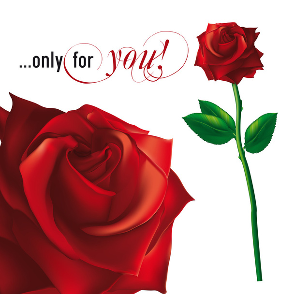 rode roos illustratie - Vector, afbeelding