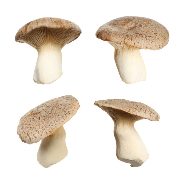 Set of fresh king oyster mushrooms on white background - 写真・画像