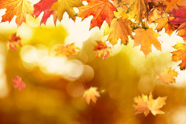 Beautiful colorful autumn leaves on blurred background - Foto, Bild